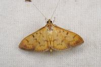 Patania balteata