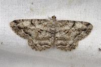 Peribatodes rhomboidaria rhomboidaria