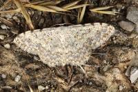 Scopula submutata roseonitens