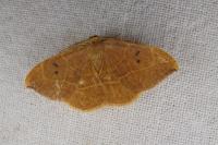 Watsonalla binaria