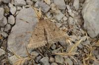 Zanclognatha zelleralis