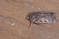 Chersotis ocellina ocellina