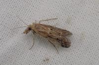 Ancylosis sareptalla