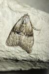 Meganola togatulalis
