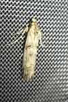 Pempelia palumbella