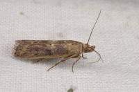 Isauria dilucidella