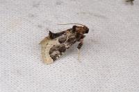 Loryma egregialis