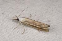 Mesocrambus pallidellus