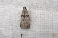 Sciota rhenella