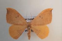 Watsonalla binaria