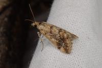 Tegostoma comparalis