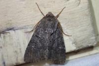 Apamea maillardi