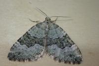Colostygia aptata