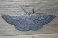 Gnophos obfuscata