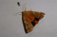 Noctua fimbriata