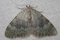 Colostygia aqueata aqueata