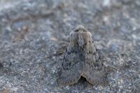 Agrotis simplonia