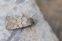 Epipsilia grisescens