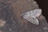 Epipsilia grisescens