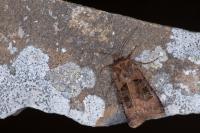 Chersotis cuprea