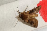 Chersotis cuprea