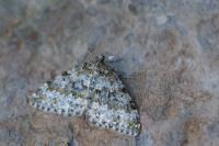 Entephria flavicinctata flavicinctata