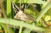 Aspitates gilvaria