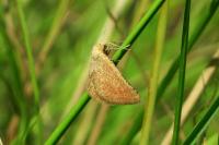 Aplasta ononaria