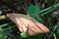 Rhodostrophia vibicaria