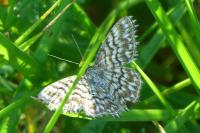 Scopula tessellaria