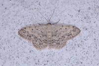 Scopula marginepunctata