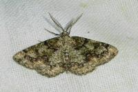 Cleorodes lichenaria
