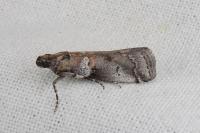 Acrobasis legatea