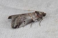 Acrobasis legatea