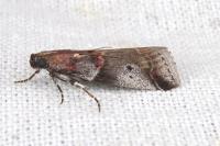 Acrobasis suavella