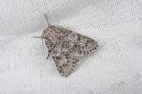 Acronicta euphorbiae