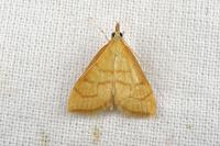 Anania crocealis