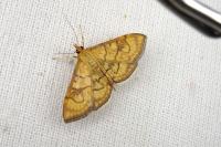 Anania verbascalis