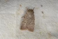 Caradrina aspersa