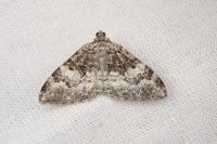 Catarhoe putridaria