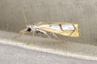 Catoptria pinella