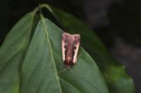 Ochropleura plecta