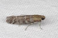 Delplanqueia dilutella/inscriptella