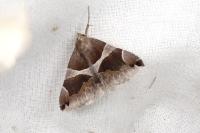 Dysgonia algira