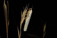 Eilema caniola