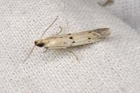 Homoeosoma inustellum