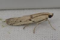 Homoeosoma inustellum