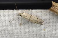 Homoeosoma inustellum