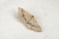 Idaea belemiata helianthemata