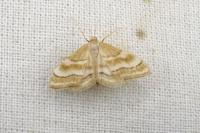 Idaea circuitaria